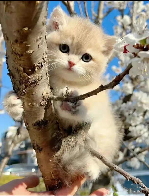 猫舍直销,批发价出售,蓝金渐层